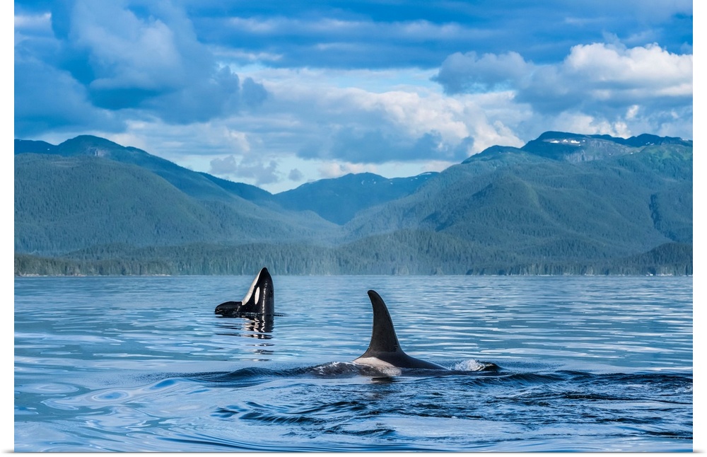 Orcas (Orcinus orca), also known as a Killer Whales, surface in Chatham Strait, spy hop in background, Inside Passage; Ala...