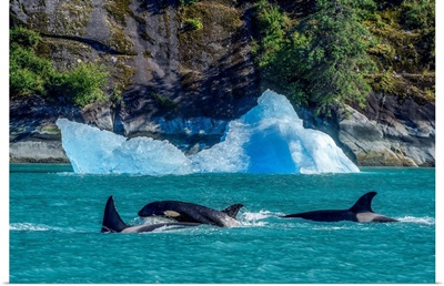 Orcas Surface In Inside Passage With An Iceberg Along The Coastline, Alaska, USA