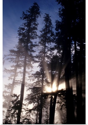Oregon, Cape Perpetua, Siuslaw National Forest, Sunlight Filtering Through Fir Trees