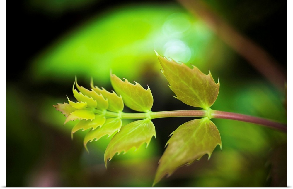 Oregon-grape (Mahonia aquifolium) grows in the forest. Westport, Oregon, United States of America.