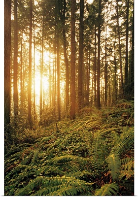 Oregon, Portland, Wildwood Trail, Sunlight Shining Through Fir Trees, Ferns, And Ivy
