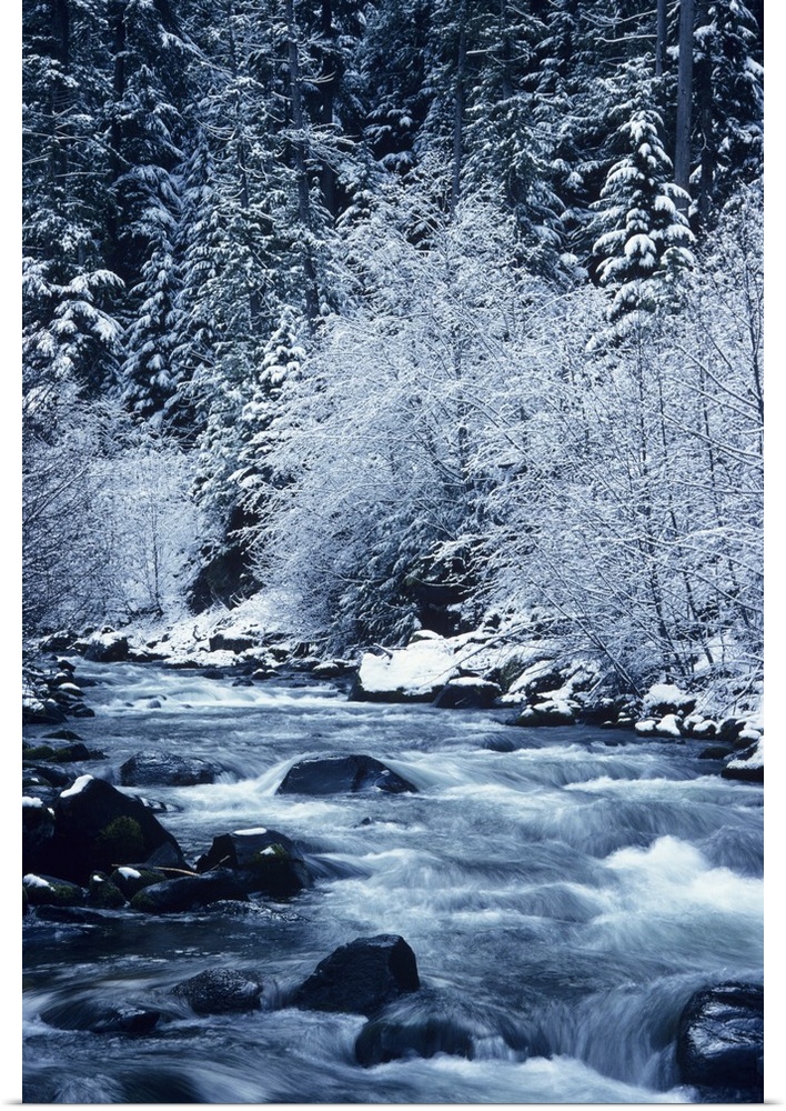 Oregon, Willamette National Forest, Salt Creek, Snowy Trees