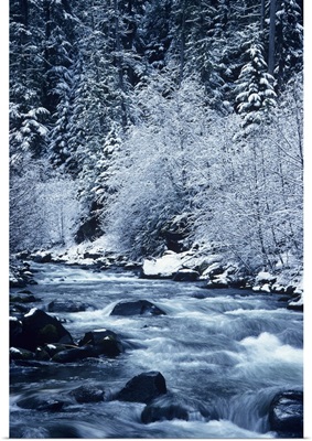 Oregon, Willamette National Forest, Salt Creek, Snowy Trees