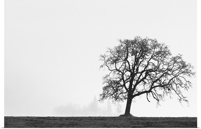 Oregon, Willamette Valley, single Oak tree in fog at sunrise