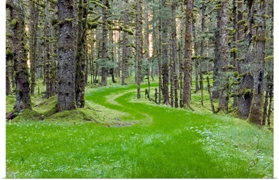 Overgrown old road through spruce forest covered in moss Kodiak Island Southwest Alaska