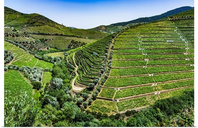 Overview Of The Terraced Vineyards In The Douro River Valley, Norte, Portugal