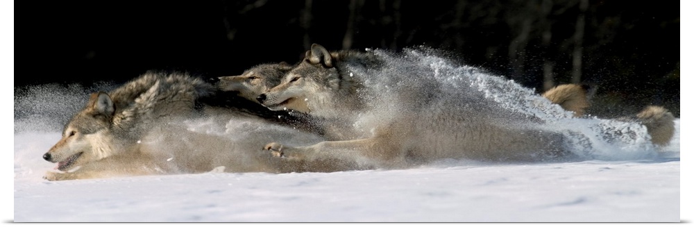 Horizontal photograph on a large canvas of three wolves running through snow, in Alaska.