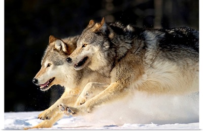 Pack Of Grey Wolves Running Through Deep Snow