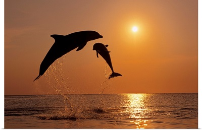 Pair Of Bottle Nose Dolphins Jumping At Sunset, Roatan, Honduras