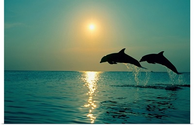 Pair Of Bottle Nose Dolphins Jumping At Sunset, Roatan, Honduras