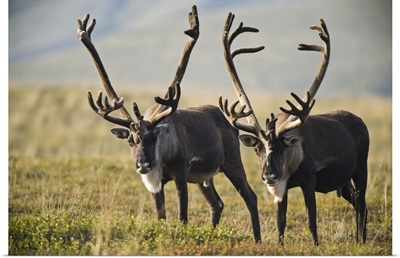Pair Of Caribou With Large Antlers In Denali National Park And Preserve, Alaska