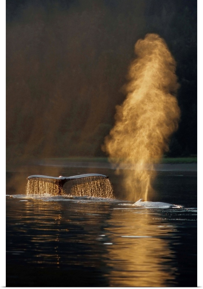 Pair Of Humpback Whales Swimming On Surface, Inside Passage, Southeast Alaska