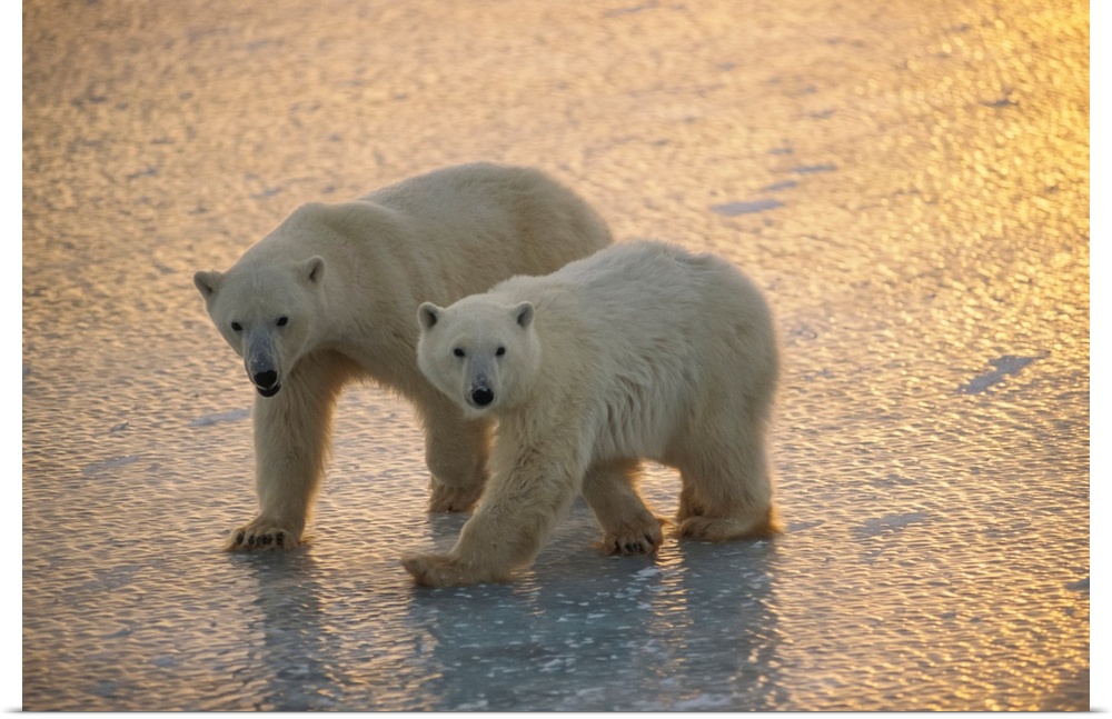 Pair of polar bears, cape Churchill, Canada.