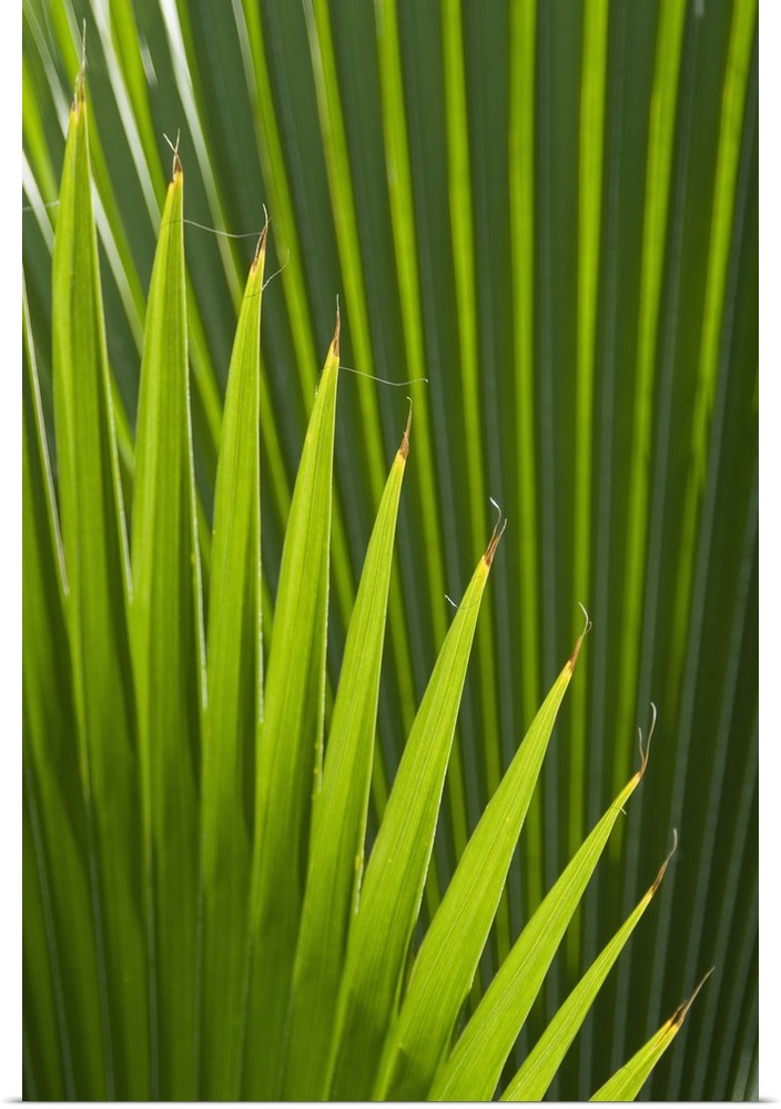 Detail of palm tree, Grenada