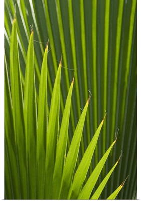Palm tree, Grenada