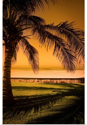 Palm Tree In Mazatlan, Mexico