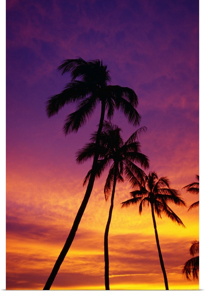 Palm Tree Silhouettes, Sunset, Waikiki Beach, Hawaii, Usa