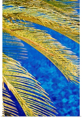 Palm Tree, South Beach, Close Up; Miami, Flroida