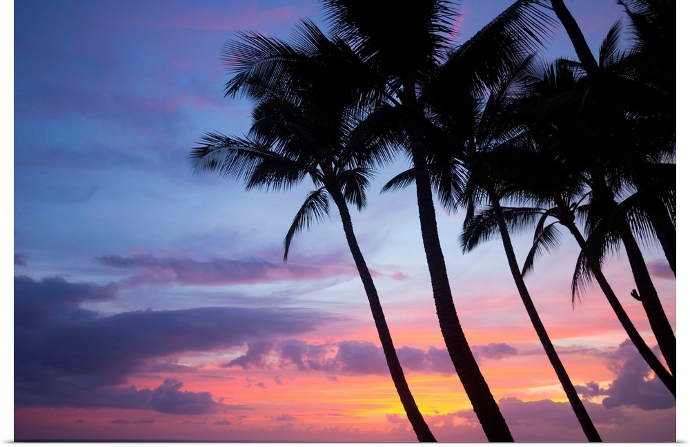 Palm trees at sunset, Keawekapu Beach, Maui, Hawaii, USA