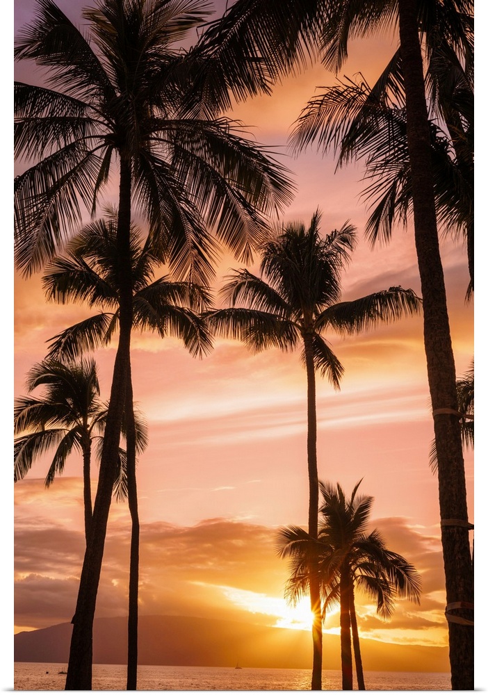 Palm trees at sunset; Maui, Hawaii, united states of America.