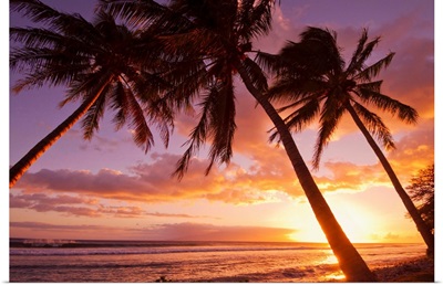 Palm trees at sunset, Olowalu, Maui, Hawaii, United States of America
