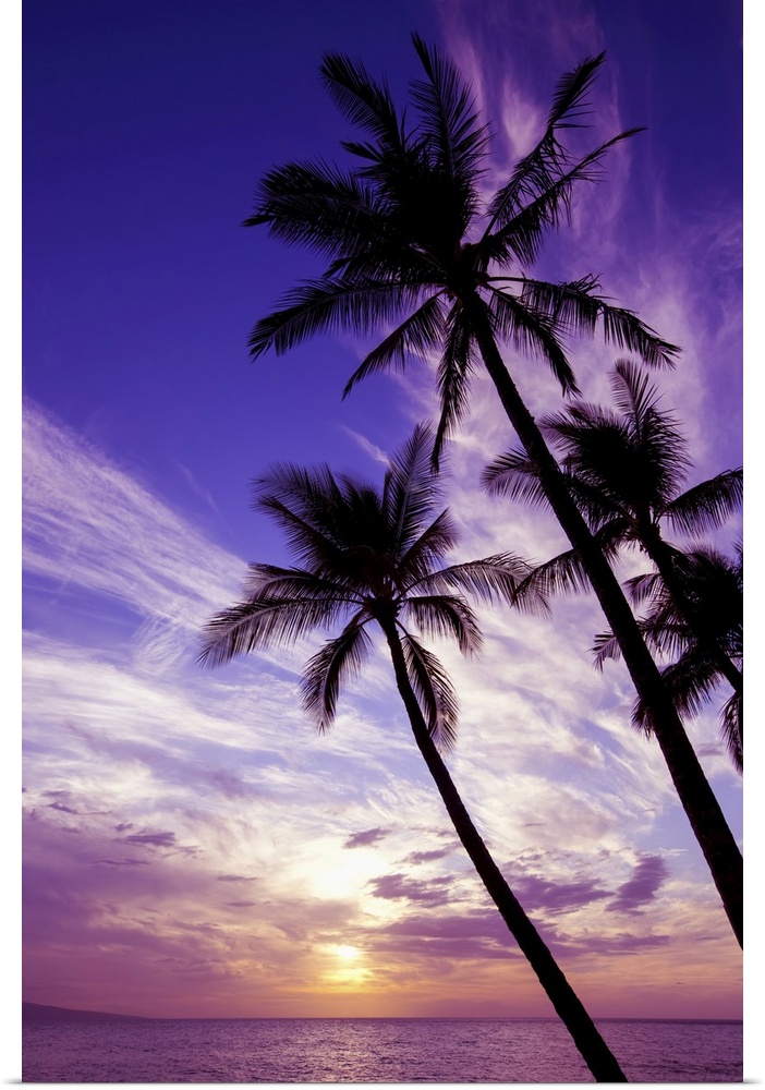 Palm trees at sunset, Wailea, Maui, Hawaii, united states of America.