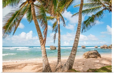 Palm trees line a beach in Barbados; Bathsheba, Barbados
