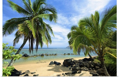 Palm Trees On Anini Beach; Kauai, Hawaii, United States Of America