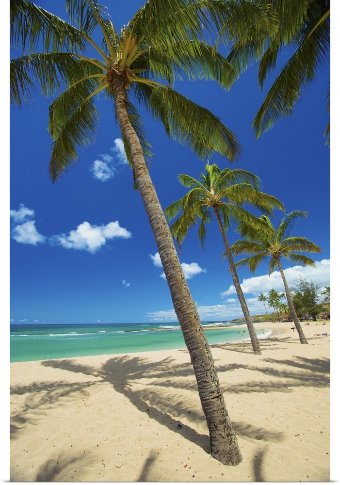 Palm Trees On The Beach In Salt Ponds State Park; Kauai, Hawaii, United States Of America