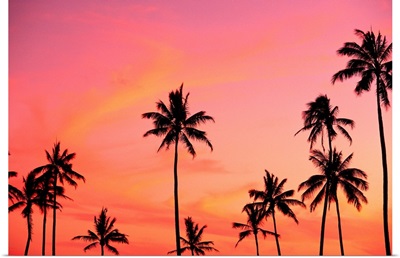 Palm Trees Silhouetted Against Hazy Orange Skies