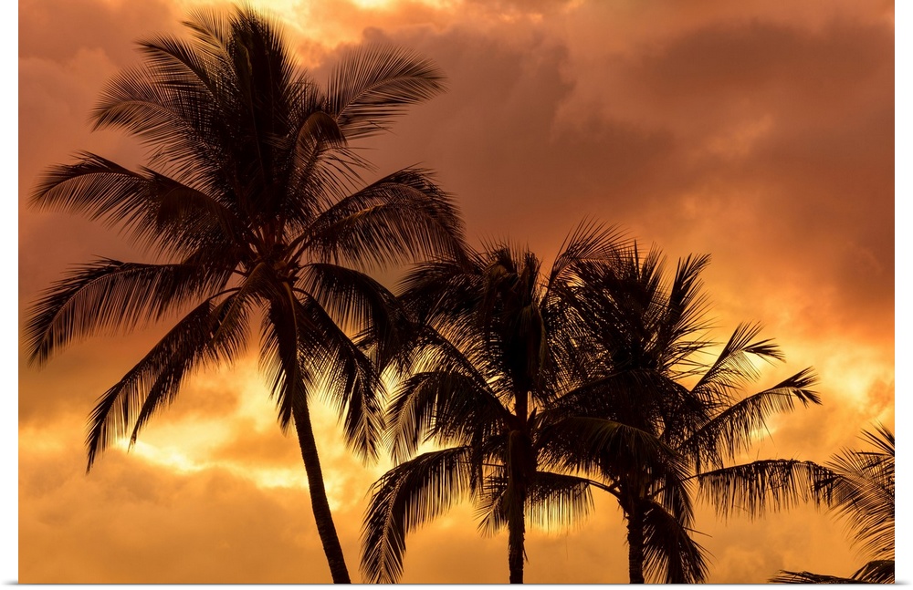 Palm trees silhouetted in an orange sky; Wailea, Maui, Hawaii, United States of America