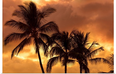 Palm Trees Silhouetted In An Orange Sky, Wailea, Maui, Hawaii
