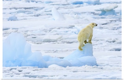 Panorama Of A Polar Bear Climbs An Iceberg For A View, Svalbard, Norway