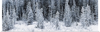 Panoramic view of hoar frost covered spruce trees in Chugach State Park
