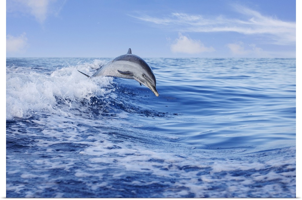 Pantropical spotted dolphin (Stenella attenuata) leaping out of the Pacific Ocean, Hawaii, United States of America