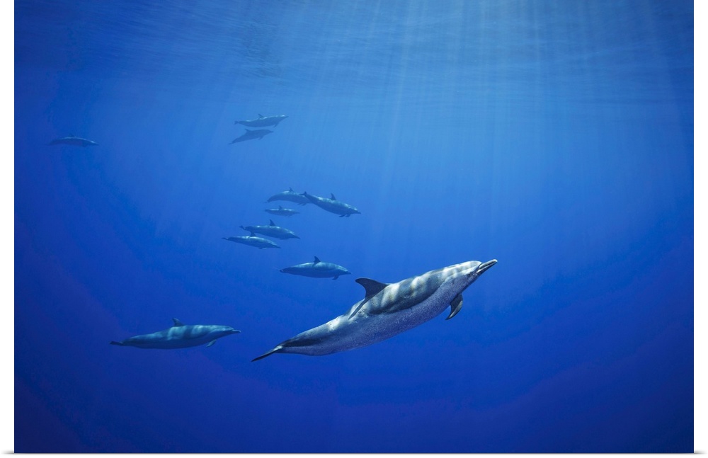 Pantropical spotted dolphins (stenella attenuata) in open ocean. Hawaii, united states of America.