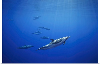 Pantropical Spotted Dolphins In Open Ocean, Hawaii, United States Of America