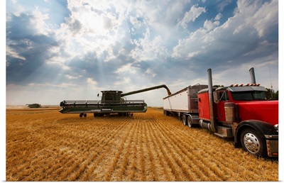 Paplow Harvesting Company custom combines in a wheat field near Ray, North Dakota