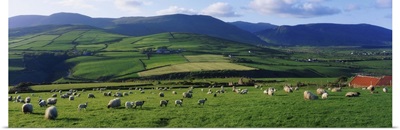 Pastoral Scene Near Anascual, Dingle Peninsula, County Kerry, Ireland