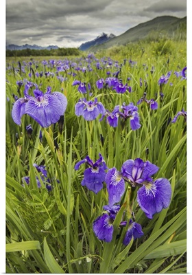 Patch Of Wild Irises On The Eklutna Flats With A View Of Pioneer Peak