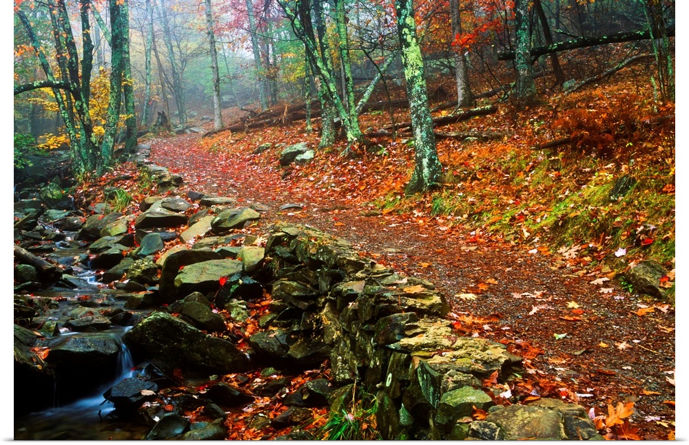 Path Through Forest, Shenandoah National Park, Virginia