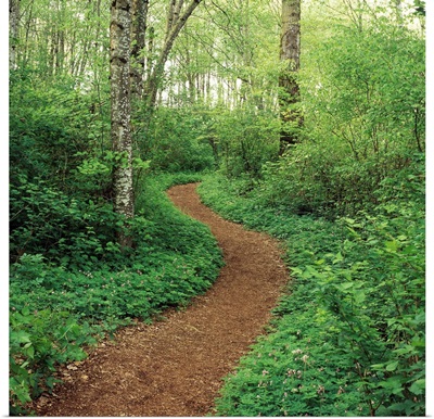 Path Through Woods