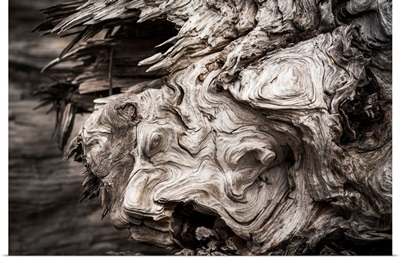 Patterns are found in the driftwood at Willapa Bay, Washington