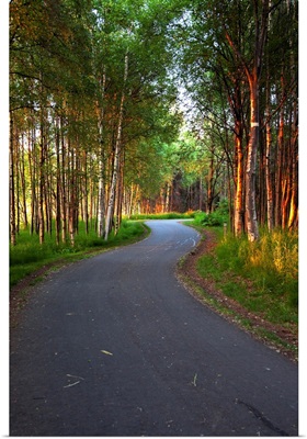 Paved path winding through the forest, Tony Knowles Coastal Trail, Anchorage, Alaska
