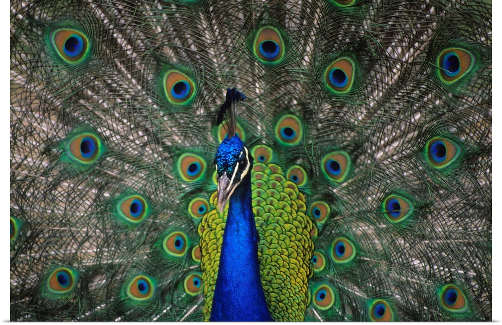 Peacock In Open Feathers, Victoria, British Columbia, Canada