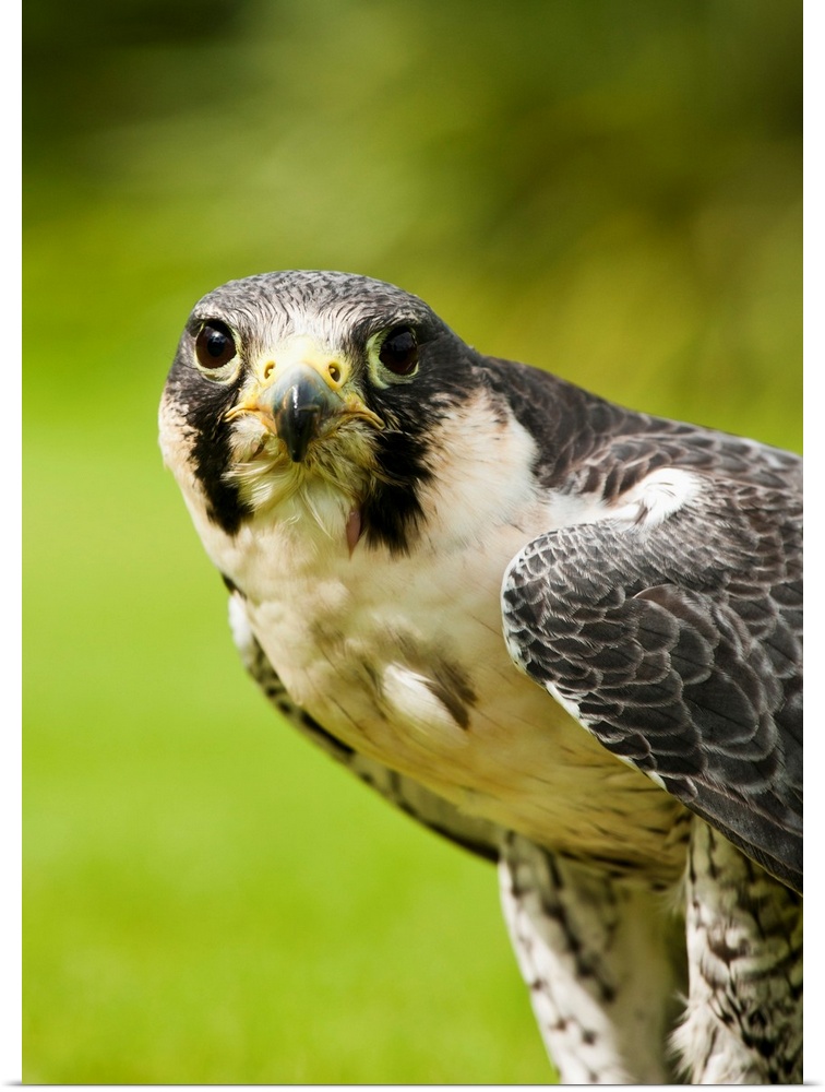 Peregrine Falcon (Falco Peregrinus). Windermere, Cumbria, England.