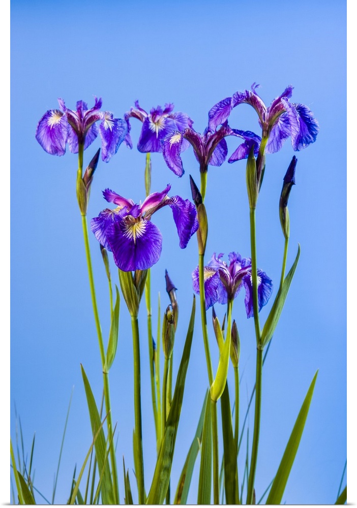 A perennial Iris and it's deep purple petals against a deep blue sky, South-central Alaska; Eklutna, Alaska, United States...