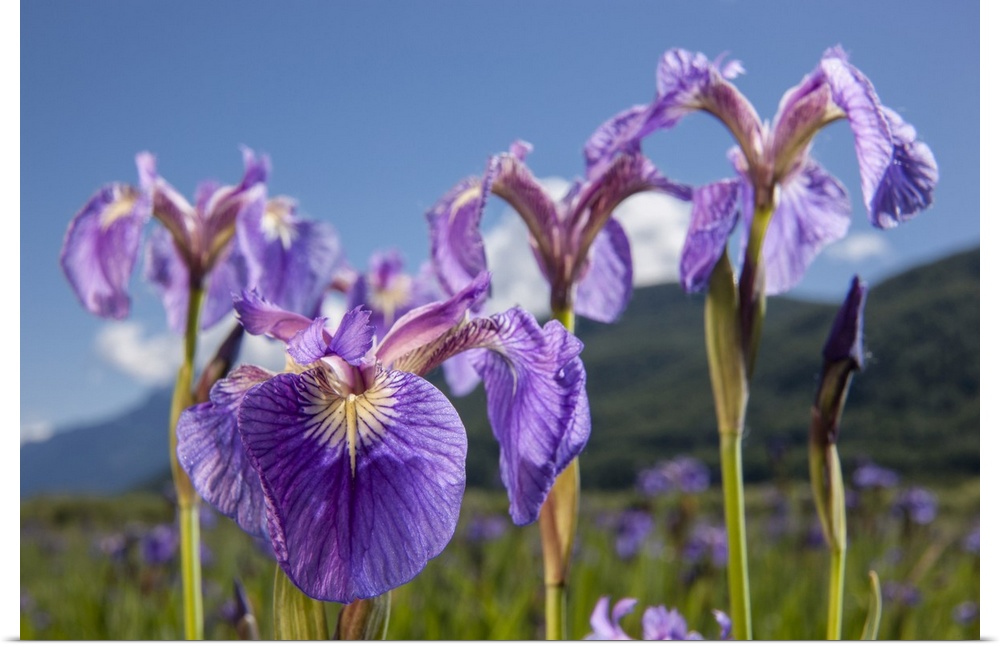 A perennial Iris and it's deep purple petals photographed on the Palmer Hayflats with blue sky and mountains in the backgr...
