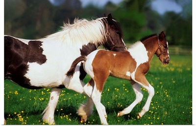 Piebald Mare And Foal