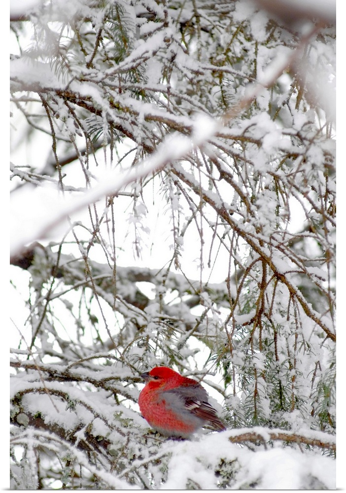 A single fat red bird sits on a snowy cluster of pine tree branches.